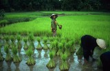 Vietnam_3_13 Rice - Ho Lak